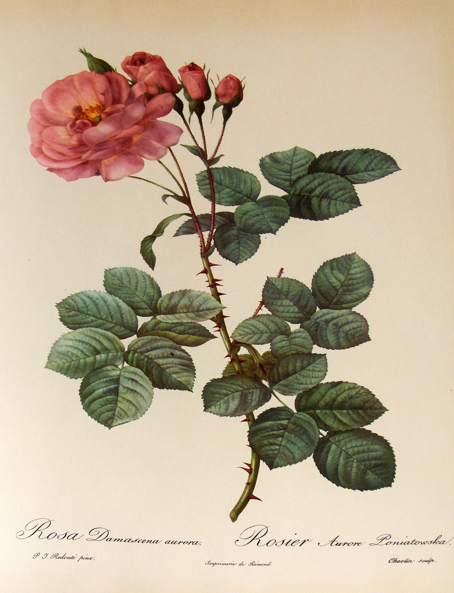 Rosa damascena